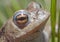 Frog on the Banks of a Pond