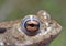 Frog on the Banks of a Pond