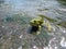 A frog basking in the sun. A river flowing in the Buky canyon, Buki village, Ukraine.