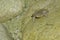 Frog Bombina variegata