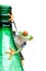 Frog on bottle isolated white