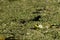 Frog camouflages itself amounst the vegetation