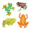 Frog cartoon tropical animal cartoon nature icon funny and isolated mascot character wild funny forest toad amphibian