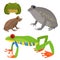 Frog cartoon tropical wildlife animal green froggy nature funny illustration toxic toad amphibian.