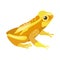 Frog cartoon tropical yellow animal cartoon nature icon funny and mascot character wild funny forest toad