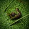 Frog chilling in the garden