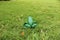 Frog chilling on green grass