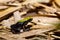 Frog Climbing Mantella, Madagascar wildlife
