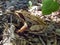 Frog close up, amphibian, nature, earthly living creatures, photo of frog.