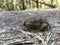 Frog close up. A frog in the forest sits and croaks