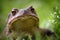 Frog, close up portrait