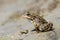 Frog closeup macro shot on the river side