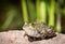 Frog Closeup - Sitting by a Pond