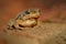 Frog Common Spadefoot - Pelobates fuscus