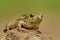 Frog Common Spadefoot - Pelobates fuscus