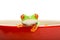 Frog in cooking pot isolated o