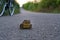 Frog crossing the road at sunset