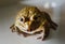 A frog crouched on the floor. Rana rugulosa Wiegmann is a species of frog that is commonly cultivated for food.