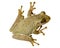 Frog. Cuban Treefrog. Tropical Cuba or Florida tree frog. High quality macro photo. Frog top view.