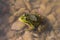 Frog at the Danube Delta