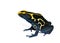 Frog Dendrobates tinctorius