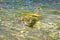 The frog disguised itself in river slime. Toad close-up against a background of green algae.