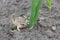 Frog, an earthen toad sits on the ground near a green onion
