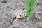 Frog, an earthen toad sits on the ground near a green onion. Ugly toad