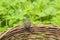 Frog on the edge of a wicker basket