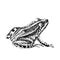Frog engraving style. Drawn in ink. Black and white.