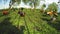 Frog eye view of flock of wild ducks walking lazily in green grass.