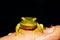 Frog on finger