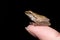 Frog on finger