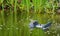 Frog on the floating skimmer filtering water on surface of water in natural swimming pond