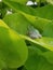 Frog in foliage.