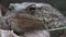 Frog in Forest Closeup, Toad Sunbathing in Leaves,  Animals Macro View in Wood