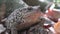 Frog in Forest Closeup, Toad Sunbathing in Leaves,  Animals Macro View in Wood