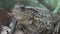 Frog in Forest Closeup, Toad Sunbathing in Leaves,  Animals Macro View in Wood