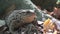 Frog in Forest Closeup, Toad Sunbathing in Leaves,  Animals Macro View in Wood