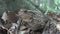 Frog in Forest Closeup, Toad Sunbathing in Leaves,  Animals Macro View in Wood