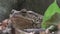 Frog in Forest Closeup, Toad Sunbathing in Leaves,  Animals Macro View in Wood