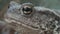 Frog in Forest Closeup, Toad Sunbathing in Leaves,  Animals Macro View in Wood