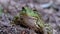 Frog Funny Looks at Camera. Portrait of Green Toad Sits on the Sand.