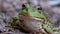 Frog Funny Looks at Camera. Portrait of Green Toad Sits on the Sand.