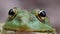 Frog Funny Looks at Camera. Portrait of Green Toad Sits on the Sand.