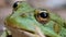 Frog Funny Looks at Camera. Portrait of Green Toad Sits on the Sand.