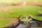 Frog. Green frog looks out of lily leaves. Frog portrait in water