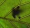 frog on a green leaf