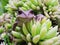 Frog on green leaves of succulent.