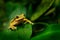 Frog in the gren nature. Masked Smilisca, Smilisca phaeota, exotic tropical green frog from Costa Rica, close-up portrait.